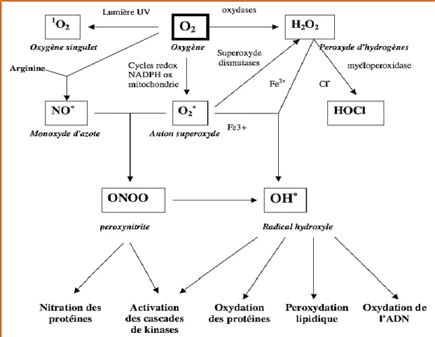Figure 02.Origine des différents radicaux libres oxygénés et espèces réactives de  l’oxygène impliqué en biologie (Favier, 2003)