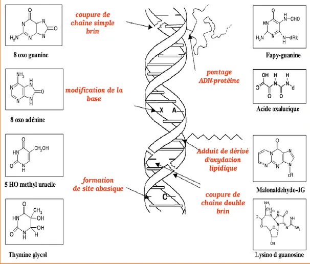 Figure 03 .Lésions de l’ADN formées par attaque radicalaire du patrimoine génétique des  cellules (Favier, 2003)  