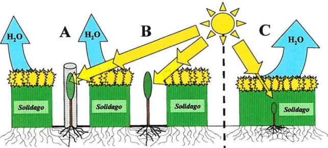 Figure 2 : Schéma du dispositif expérimental de « facilitation artificielle » de la croissance d’arbres plantés en friche herbacée.