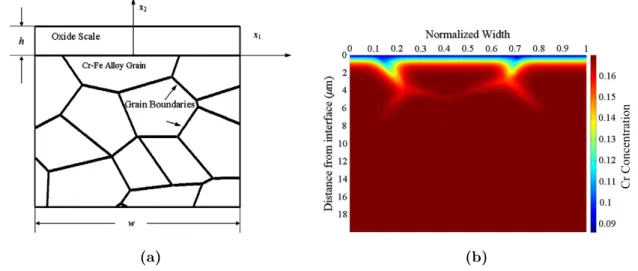 Figure 2.12 – (a) Géométrie 2D de l’alliage polycristallin avec une couche d’oxyde compacte en surface étudié par Zhou et al