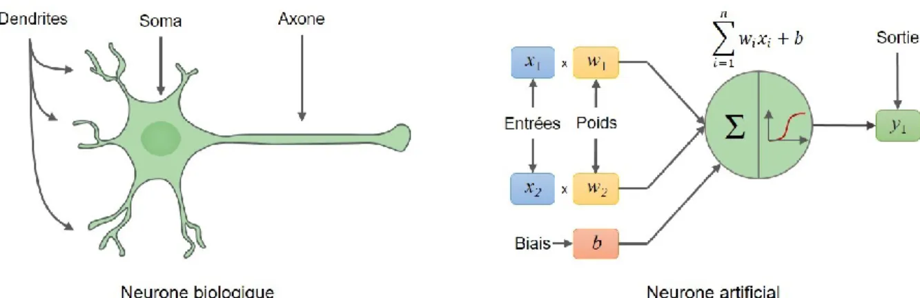 Figure 1.8  Comparaison  entre  un  neurone  biologique  et  artificiel  et  schématisation  mathématique d’un neurone artificiel (perceptron)