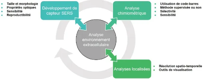 Figure 1.21  Schéma montrant les diverses relations entre les objectifs de la thèse visant au  développement  de  l’optophysiologie  SERS,  nouvelle  technologie  permettant  l’analyse  de  l’environnement extracellulaire