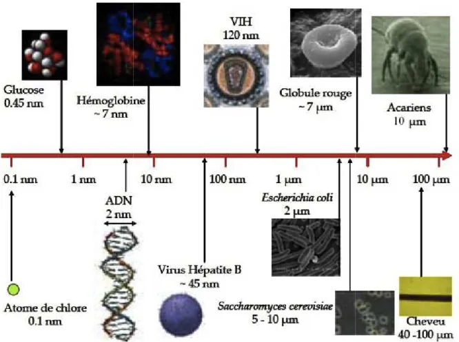 Figure 4: Exemples d’objets présents dans la nature dans une échelle de taille en nanomètres 