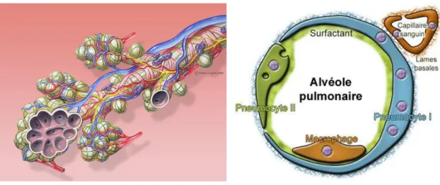 Figure 12: Schéma et coupe transversale d’une terminaison bronchiale et d’un alvéole  (http://fr.wikipedia.org) 