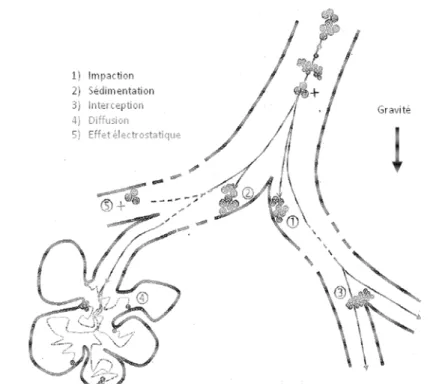 Figure 15:Illustration des différents mécanismes de dépôts des particules inhalées dans les voies  respiratoires  