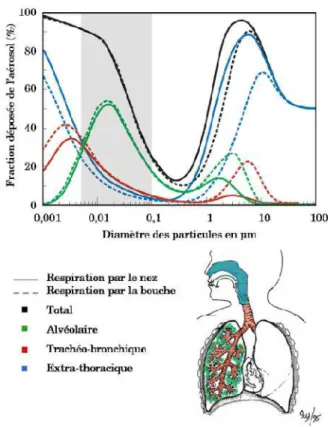 Figure 16: Pourcentage des particules déposées dans l’ensemble de l’appareil respiratoire et dans  les différentes régions en fonction de la taille  (Witschger O., Fabries J-F