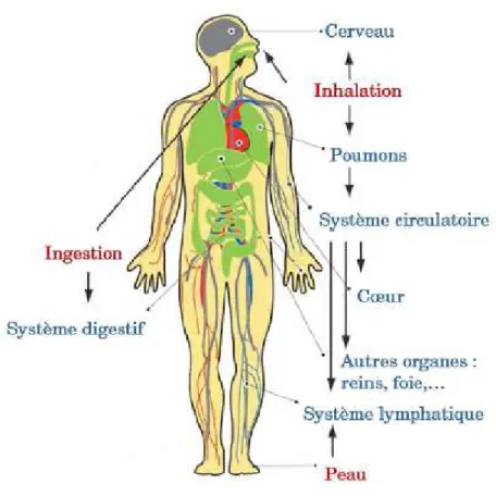 Figure 20: Schéma du corps humain avec les voies d’exposition aux nanoparticules et les organes  touchés (Buzea et al