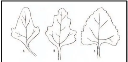 Figure 06: Forme des feuilles (Herbillon, 2015). 