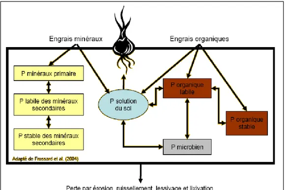 Figure 05 : Cycle du phosphore dans le système sol-engrais-plante (FROSSARD et al., 2004) 