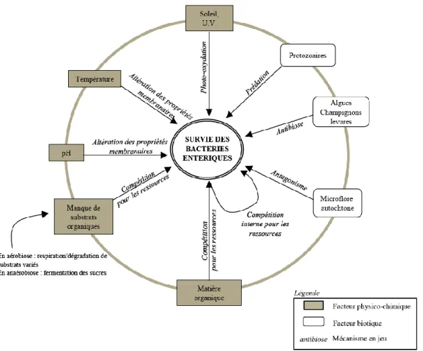 Figure 06 : Facteurs et mécanismes agissant sur la survie des bactéries fécales dans  l’environnement (VANSTEELANT, 2004)