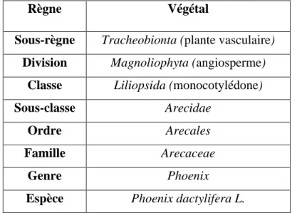 Tableau 1 : Classification botanique du palmier dattier 