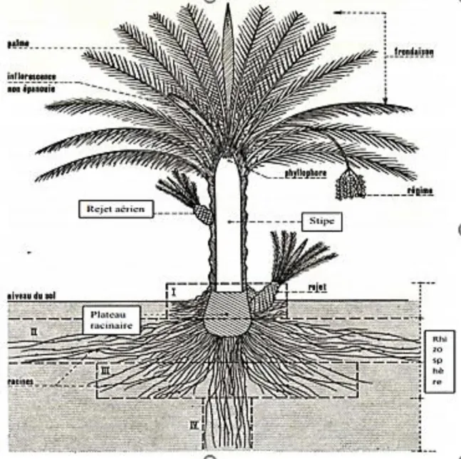 Figure 02 : Schéma du palmier dattier (MUNIER, 1973) 