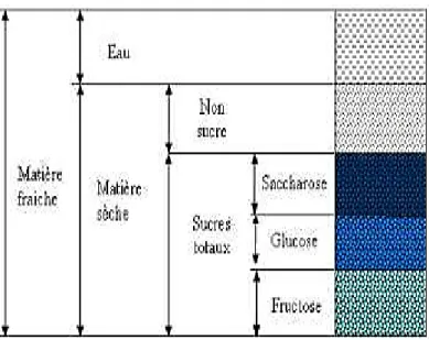 Figure 05 : Composition biochimique globale de la datte (SAWAYA et al., 1983)  II.4.1.1
