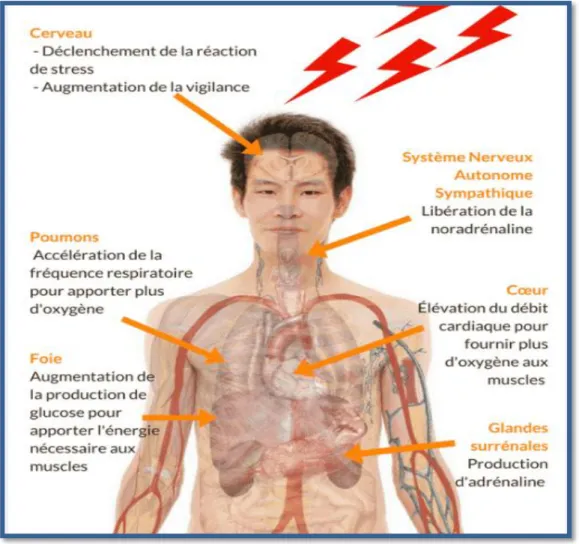 Figure 02 : phase d'alarme I.2.1.1.2. Phase de résistance 