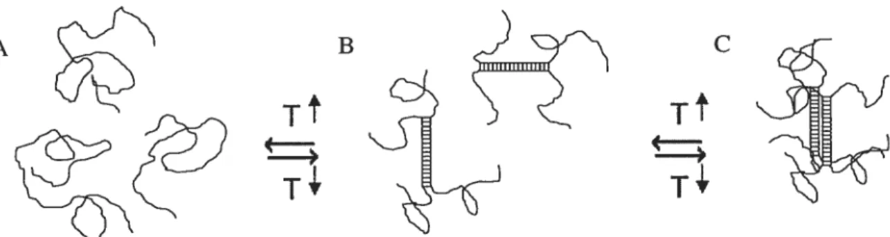 Figure 1.1. Le mécanisme de gélification des polysaccharides. Sous Faction de la chaleur, les polysaccharides (A) adoptent la forme d’hélice (B) puis des cristallites (C) avec des points de jonctions