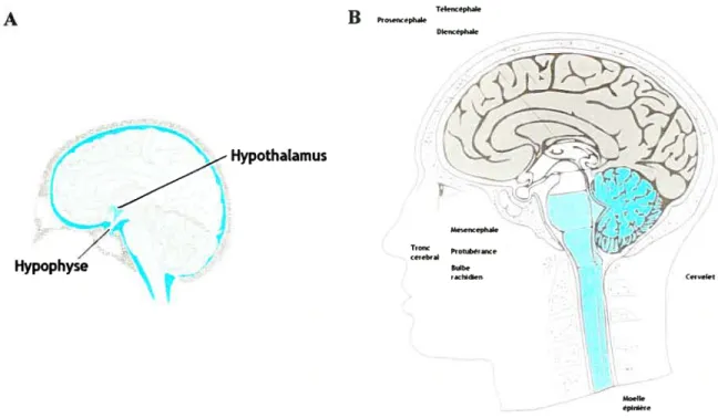 Figure 2.1. A. La localisation de l’hypophyse et de l’hypothalamus et B. les différentes parties du cerveau