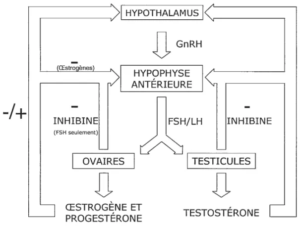 Figure 2.3. La régulation des hormones sexuelles chez la femme et chez l’homme.