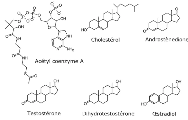 Figure 2.4. La structure chimique des androgènes et de leurs précurseurs (acétyl-CoA et cholestérol).