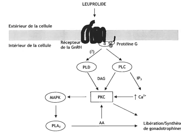 Figure 2.6. L’action moléculaire du leuprolide dans la cellule hypophysaire.