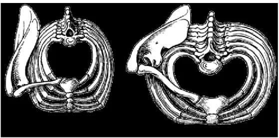 Figure 3:  Forme du tronc chez le macaque (à gauche) et l’humain moderne (à droite).  Notez la  position latérale de la scapula chez le macaque et la position dorsale de la scapula chez l’humain de  même que l’orientation de la surface glénoïde chez chacun