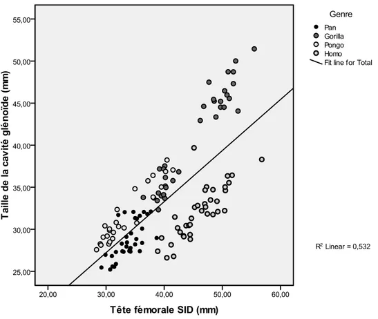 Figure 5:  Régression linéaire simple entre la taille de la tête fémorale SID et la taille de la cavité  glénoïde  