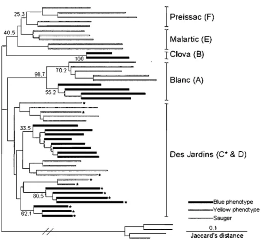 Figure 2.2:  Relationships  among  the  51  individuals  (26  yellow  phenotypes,  21  blue  phenotypes,  and  4  sauger)  as  inferred  from  NJ  computed  on  the  Jaccard's  distance