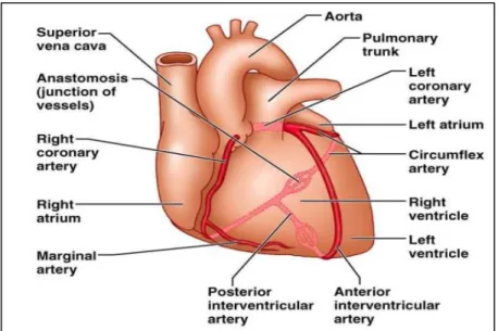 Figure 03: Anatomy of  heart  (Ebneshahidi, 2006)  I.2.  Cardiovascular disease 