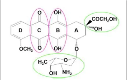 Figure 04: Chemical structure of doxorubicin  (Kalyanaraman, 2020) 