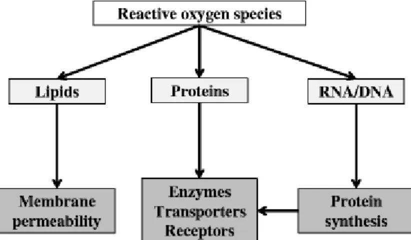 Fig. 1 Schematic representation of the effects of reactive oxygen species leading to cellular dysfunction: lipid  oxidation leads to alterations in membrane permeability, protein oxidation affects the function of enzymes,  transporters and receptors and nu