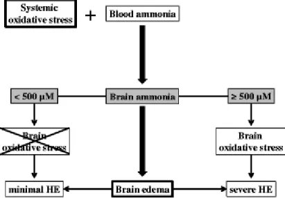 Fig. 2 A synergistic effect between ammonia and systemic oxidative stress is proposed in the pathogenesis of brain  edema in hepatic encephalopathy