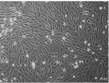 Figure 3.1: Light microscope image of BBECs on well coated with gelatin. 