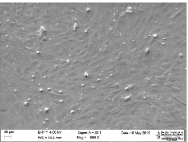 Figure 3.2: SEM of a confluent monolayer of BBECs on filter coated with gelatin. 