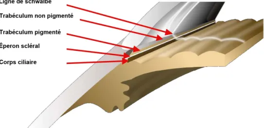 Figure 4 :   Les structures de l'angle iridocornéen  1.1.3 Nerf optique 