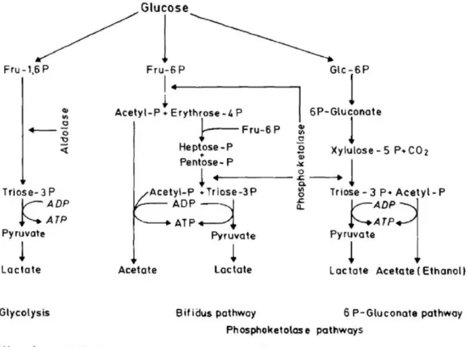 Figure   . Principales voies assurant le transport et le métabolisme du glucose par les  bactéries lactiques (KANDLER, 1983) 