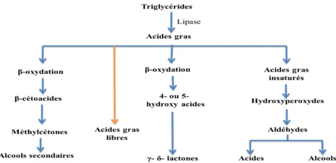 Figure   . Principales voies de la lipolyse (SIEGUMFELDT et al., 2000) 