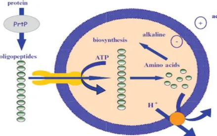 Figure    Système protéolytique des bactéries lactiques (KUNJI et al., 1996 