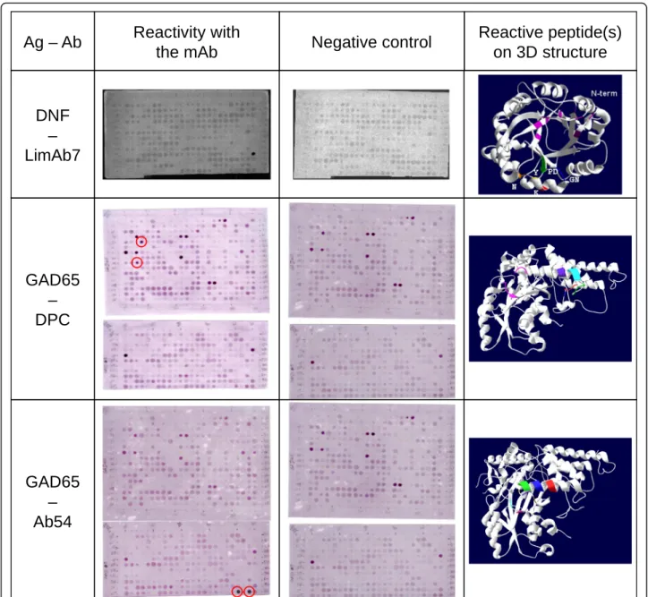 Fig. 4 Reactivity of monoclonal antibodies, LimAb7, DPC and GAD65 with “ discontinuous ” peptides predicted from the 3D structure of respectively LiD1 and GAD65