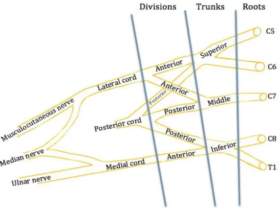 Figure 1. Illustration demonstrating normal brachial plexus anatomy.