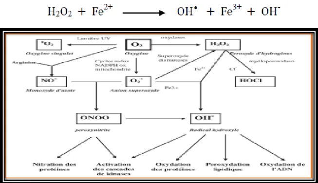Figure    : Origine des différents radicaux libres oxygénés et espèces réactives de l’oxygène  iimpliqués en biologie (Favier        
