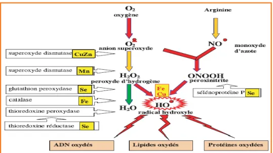 Figure   : Mode d'action des principaux systèmes enzymatiques antioxydants et de leurs  Cofacteurs métalliques (Favier, 2003)
