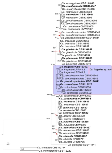 Fig. 3 Consensus tree obtained by Bayesian inference using the combined sequences ofβ-tubulin, histone H3, translation elongation factor 1α and calmodulin of Calonectria species