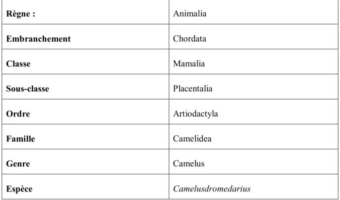 Tableau 01 : Classification du dromadaire Camelusdromedarius(FAYE, 2013) 