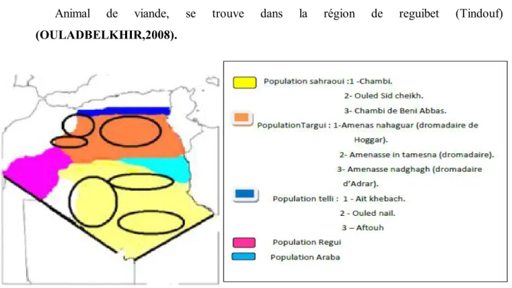 Figure 05:Différents races camelines algériennes et leur réparation en Algérie  (OULADBELKHIR, 2008)