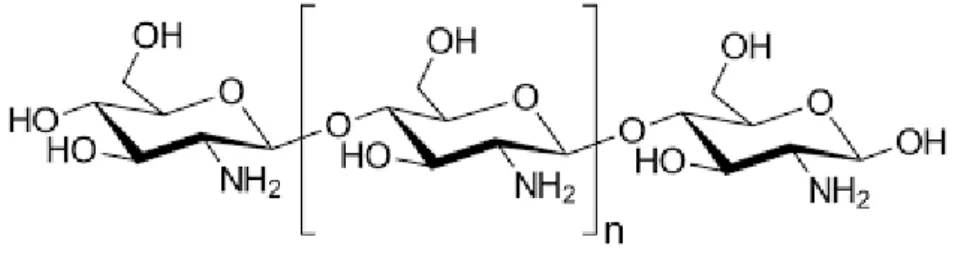 Figure I-2 : Formule chimique du chitosane [13].   