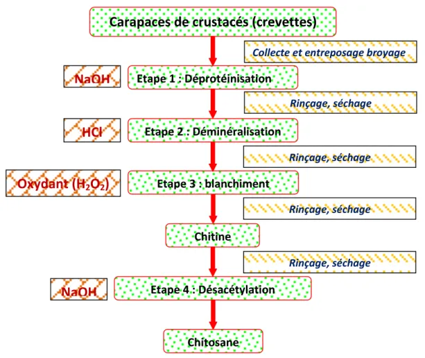 Figure I-3: Procédé d’extraction de la chitine et du chitosane [21]. 