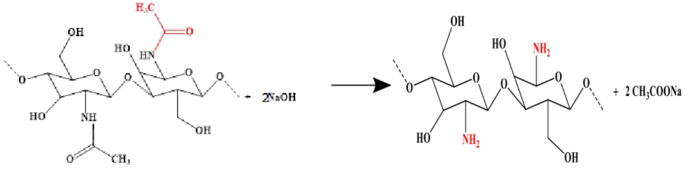 Figure I-4: Conversion de la chitine en chitosane par désacétylation. 