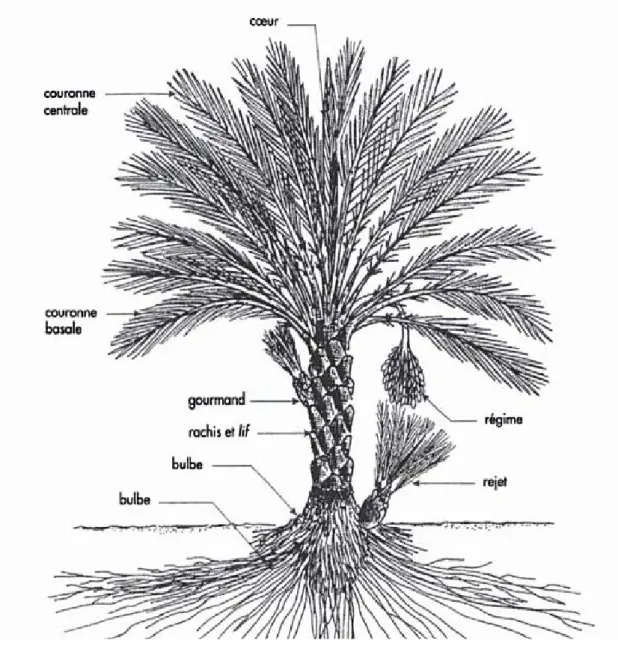 Figure I .2 : Coupe schématique d’un palmier dattier [5] 