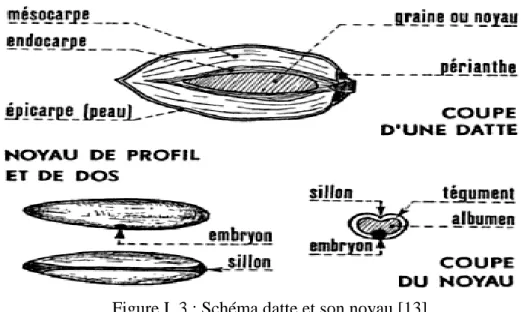 Figure I .3 : Schéma datte et son noyau [13] 