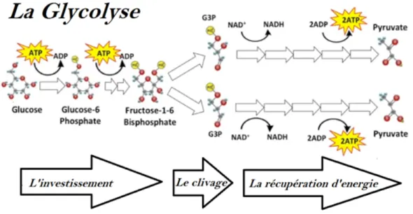 Figure II.1: schéma  de la glycolyse.[45] 