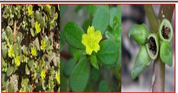 Tableau 03 : Classification de Portulaca oleracea 